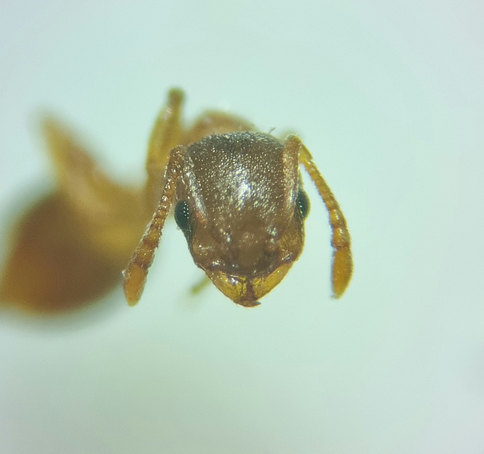 Temnothorax sordidulus - füstös kéreghangya