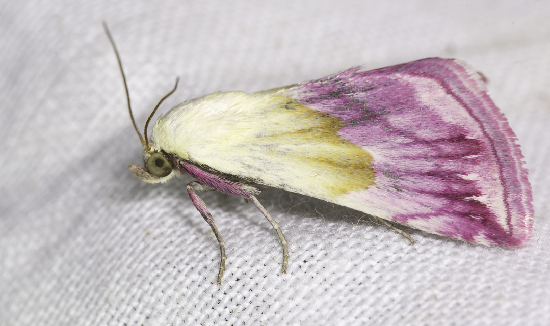 Eublemma purpurina - bíboros törpebagoly