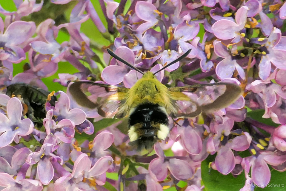 Hemaris fuciformis - dongószender