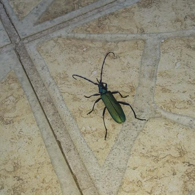 Aromia moschata - pézsmacincér