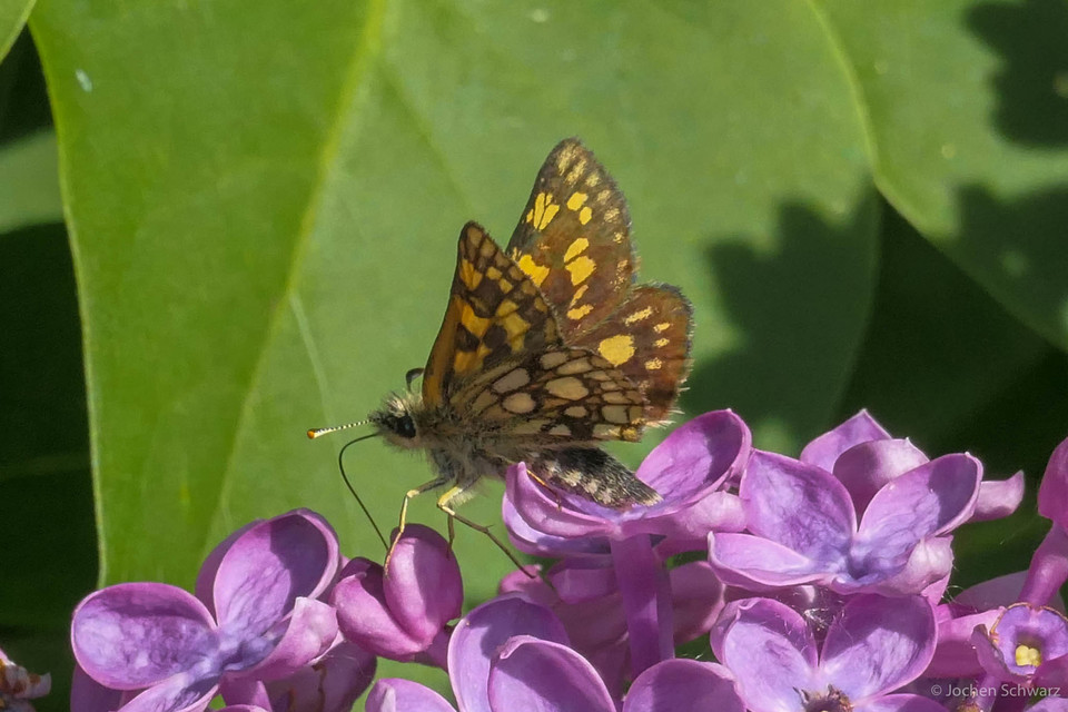 Carterocephalus palaemon - kockás busalepke