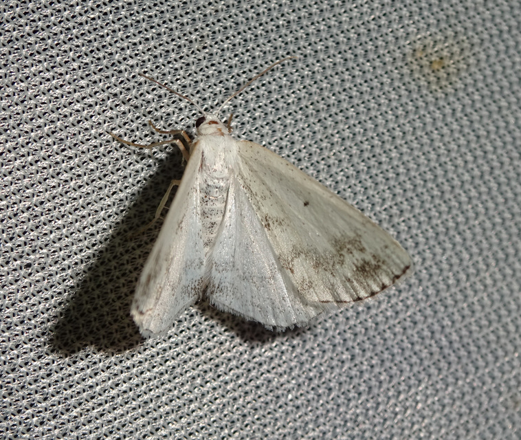 foltos fehéraraszoló - Lomographa temerata