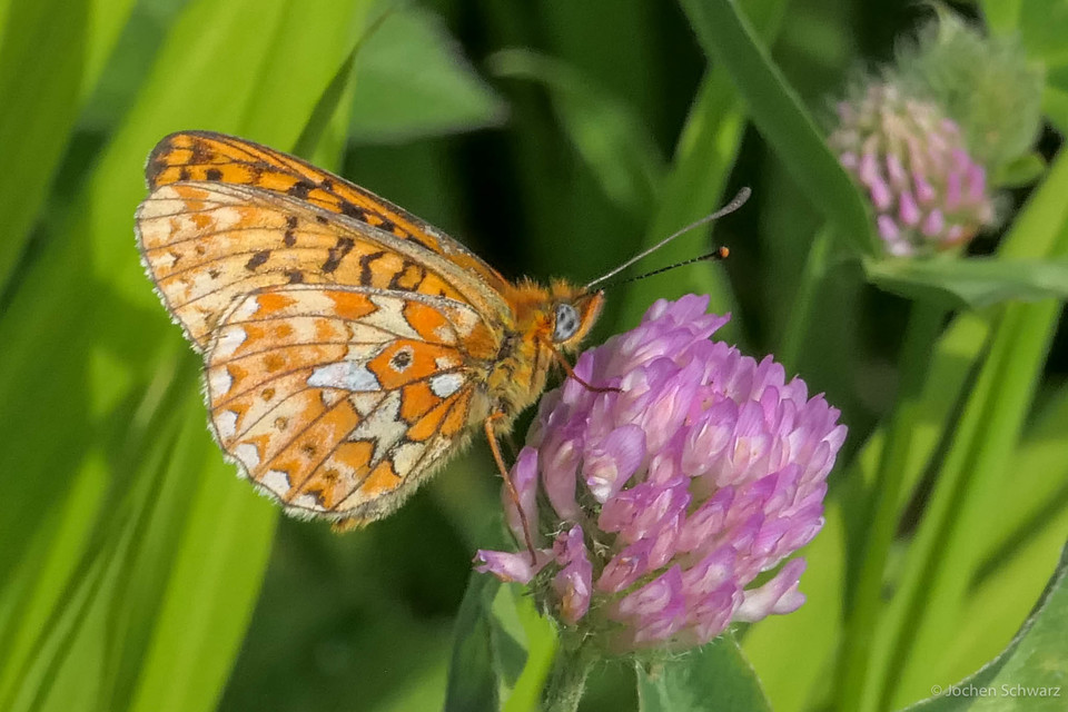 Boloria euphrosyne - árvácska-gyöngyházlepke