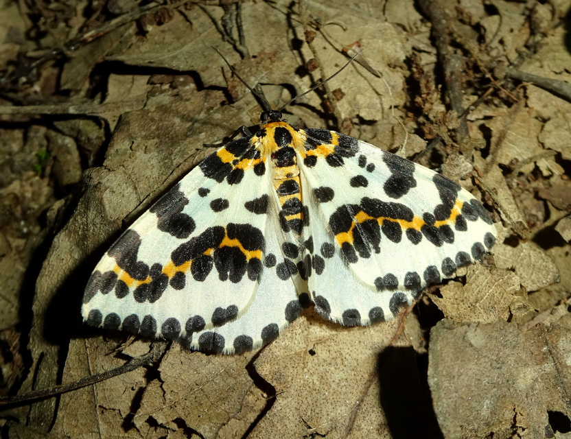 köszméte-araszoló - Abraxas grossulariata