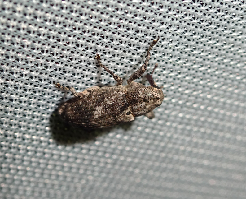 Gasterocercus depressirostris - laposorrú ormányos