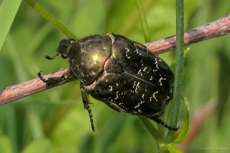 Protaetia marmorata - márványos virágbogár