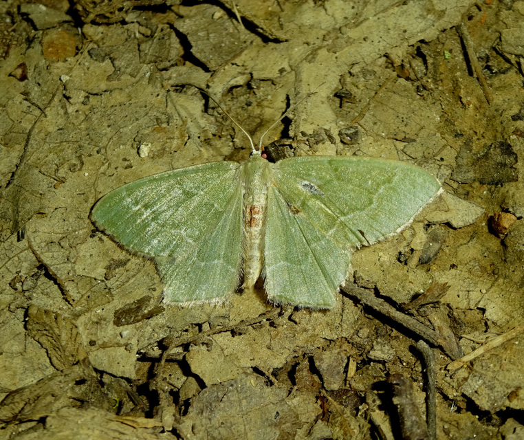 Hemithea aestivaria - nyír-zöldaraszoló