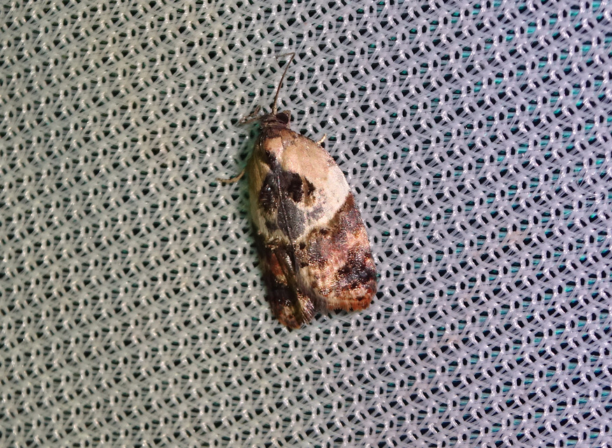 Acleris variegana - tarka levélmoly
