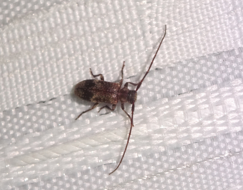 Exocentrus adspersus - tölgyfa-rőzsecincér