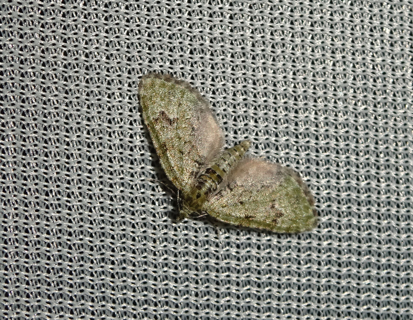 Chloroclystis v-ata - zöldes törpearaszoló
