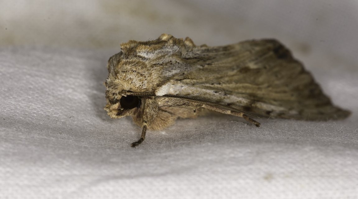 Apamea lithoxylaea - fakó dudvabagoly