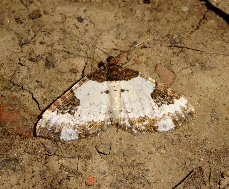 hullámos tarkaaraszoló - Melanthia procellata