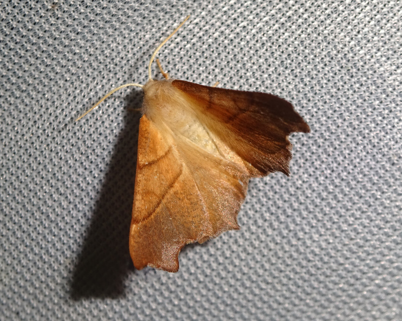 Ennomos fuscantaria - kőris-levélaraszoló
