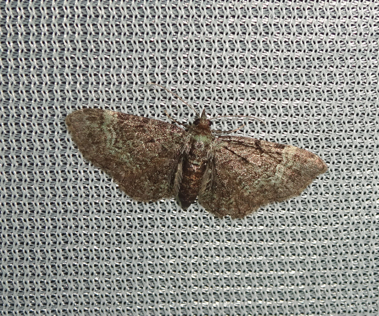 Pasiphila rectangulata - almavirág-araszoló