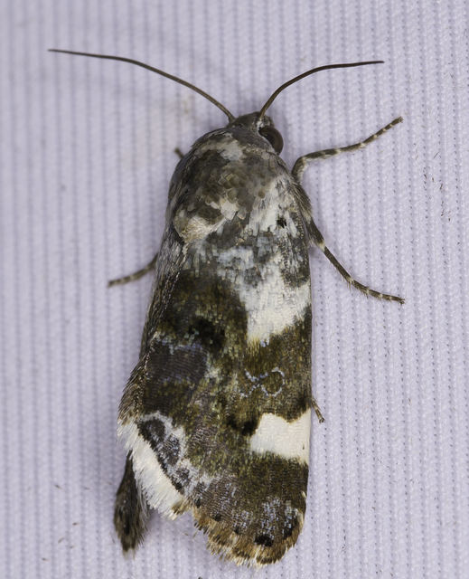 Acontia lucida - fehér nappalibagoly
