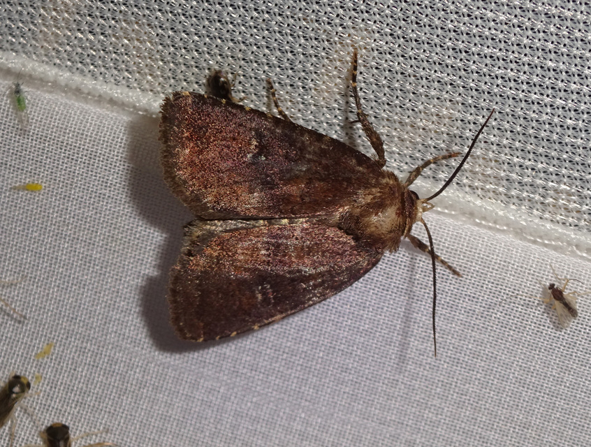 rozsdaszínű erdeibagoly - Rusina ferruginea