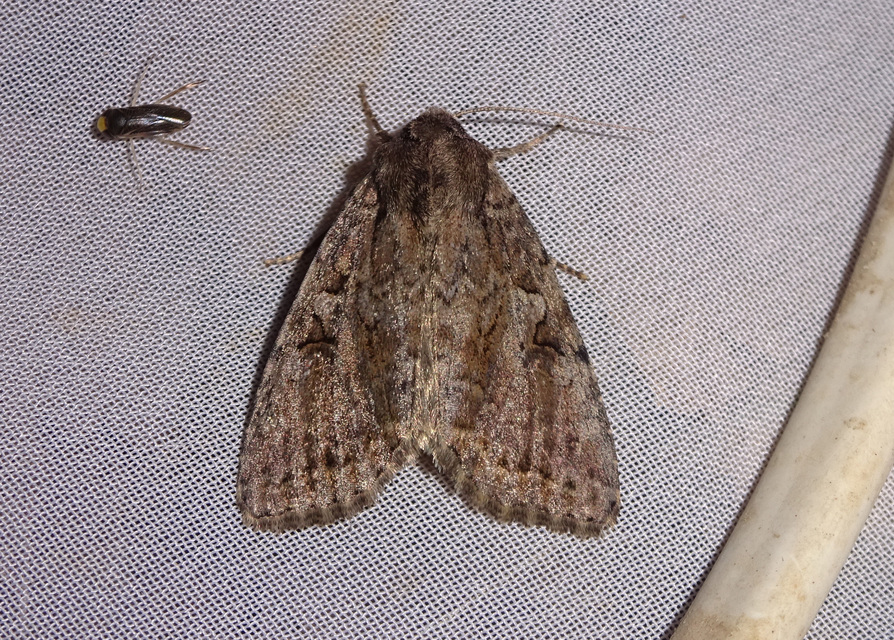 Apterogenum ypsillon - ipszilon-erdeibagoly