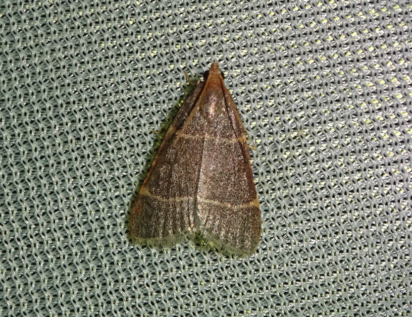 Hypsopygia glaucinalis - rezes fényilonca