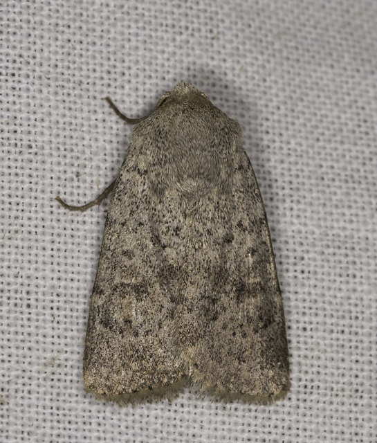 Hoplodrina respersa - bogáncs-selymesbagoly