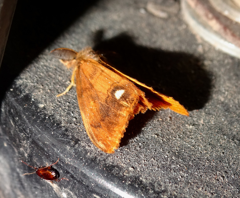 rozsdabarna kisszövő - Orgyia antiqua