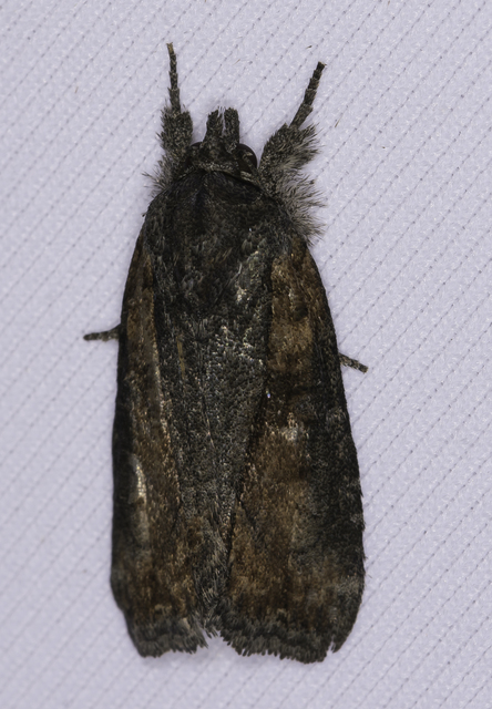 Bryophila raptricula/felina
