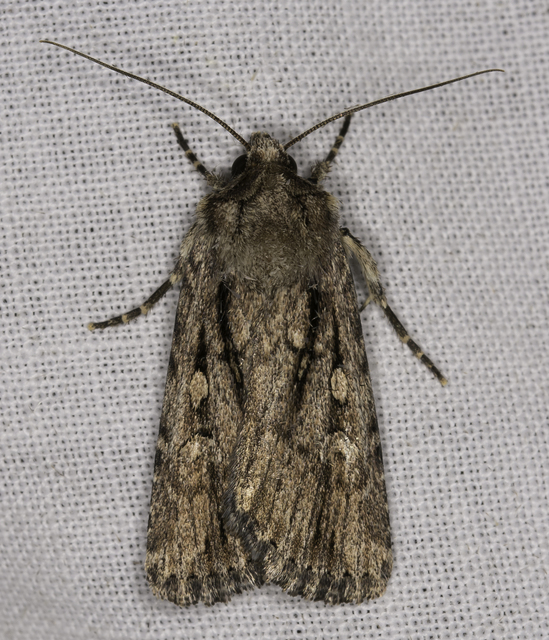 Dichagyris signifera - pompás földibagoly