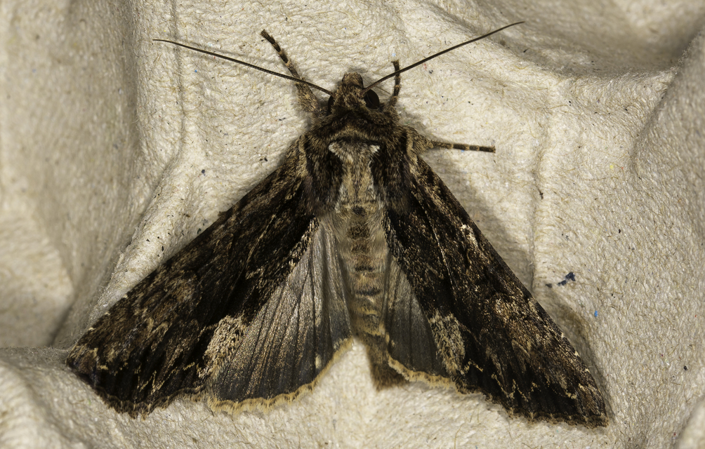 Apamea monoglypha - nagy dudvabagoly