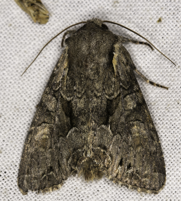 Lacanobia thalassina - borbolya-kertibagoly