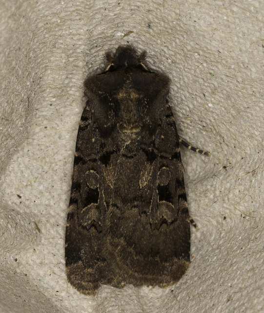 Chersotis rectangula - barna földibagoly