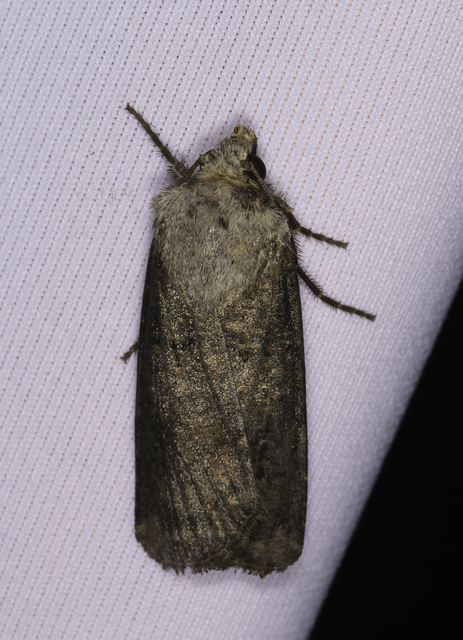 Agrotis clavis - zömök földibagoly