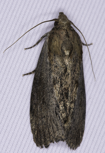 Galleria mellonella - nagy viaszmoly