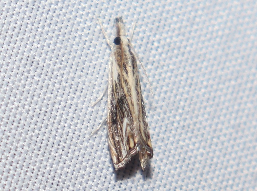 Catoptria verellus - kormos fűgyökérmoly