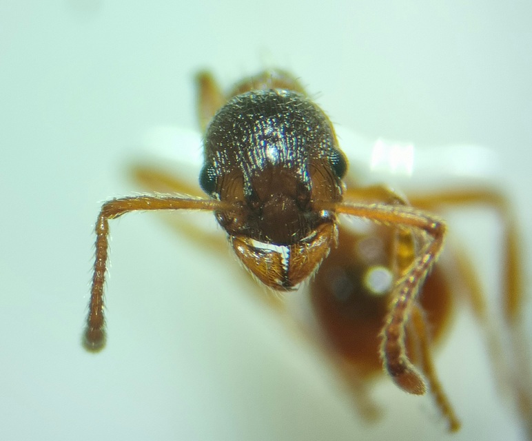 Myrmica rubra - közönséges bütyköshangya