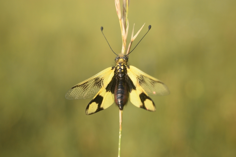 Libelloides macaronius - keleti rablópille