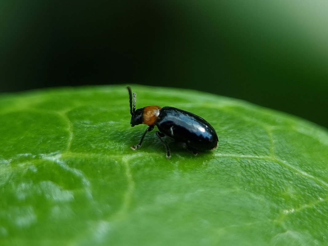 Luperomorpha xanthodera - ázsiai földibolha