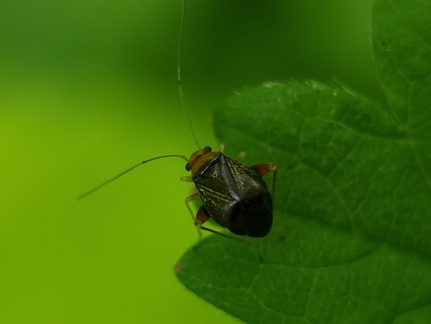 Halticus luteicollis - sárganyakú ugrópoloska