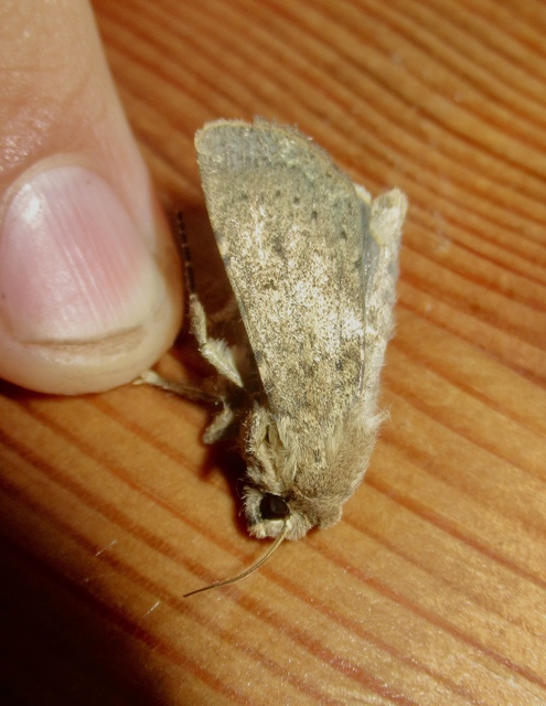 Rhyacia simulans - hamvas földibagoly