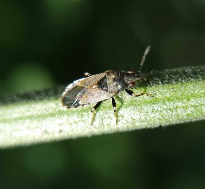 Heterogaster