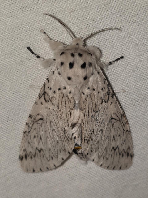Cerura erminea - hermelin-púposszövő