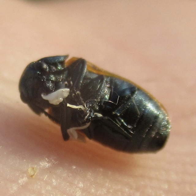 Labidostomis Labidostomis