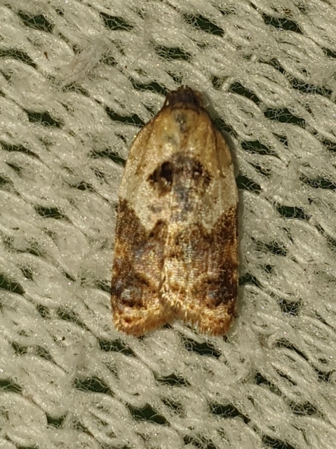 Acleris variegana - tarka levélmoly