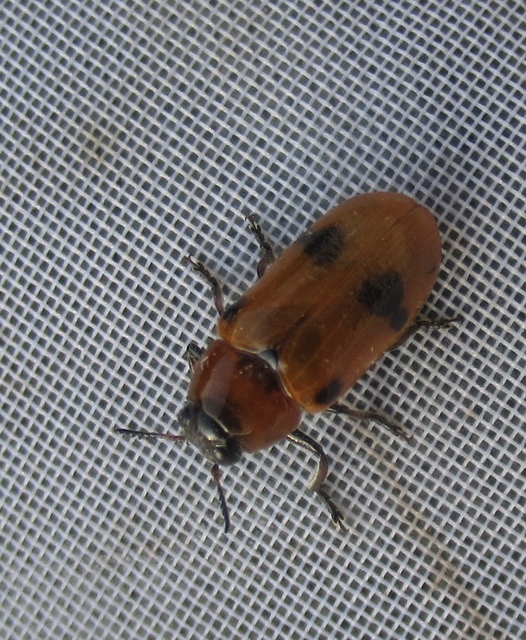 Tituboea macropus - dárdahere-zsákhordóbogár