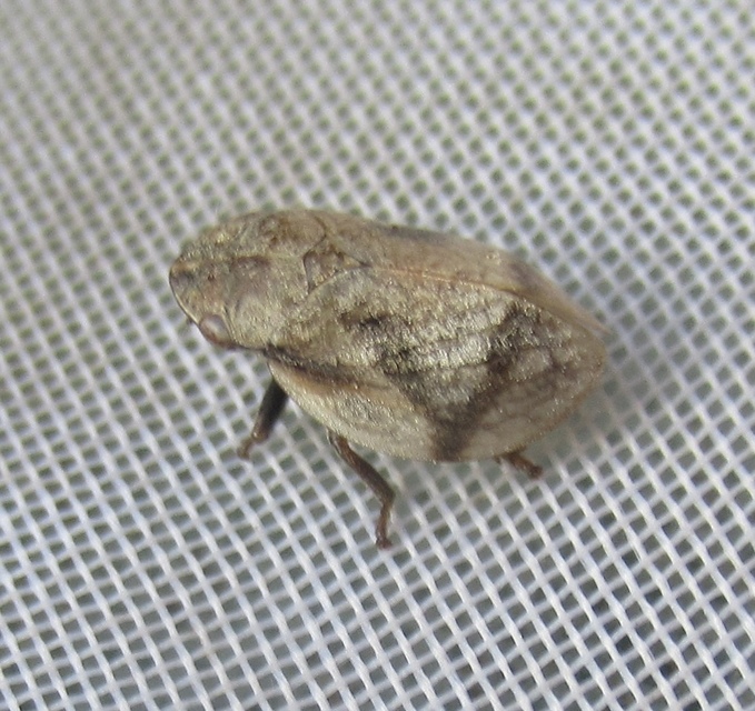 Lepyronia coleoptrata