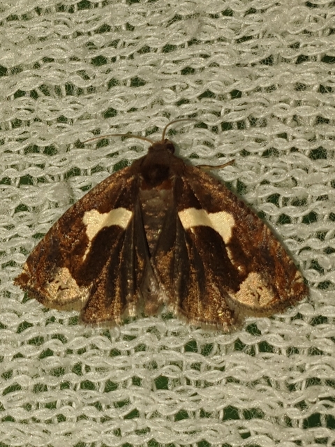 Epiblema foenella - kampósfoltú tükrösmoly
