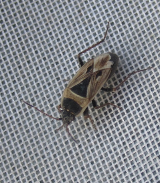 Xanthochilus quadratus - szegélyes díszesbodobács
