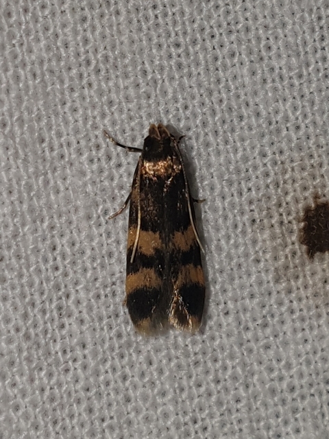Oegoconia