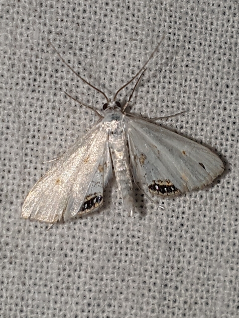 Cataclysta lemnata - békalencsemoly