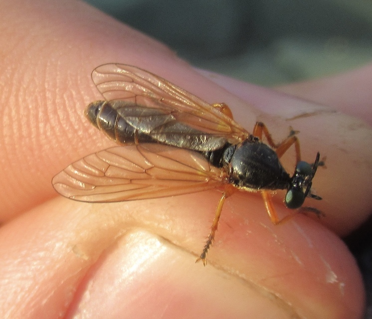 Dioctria flavipennis