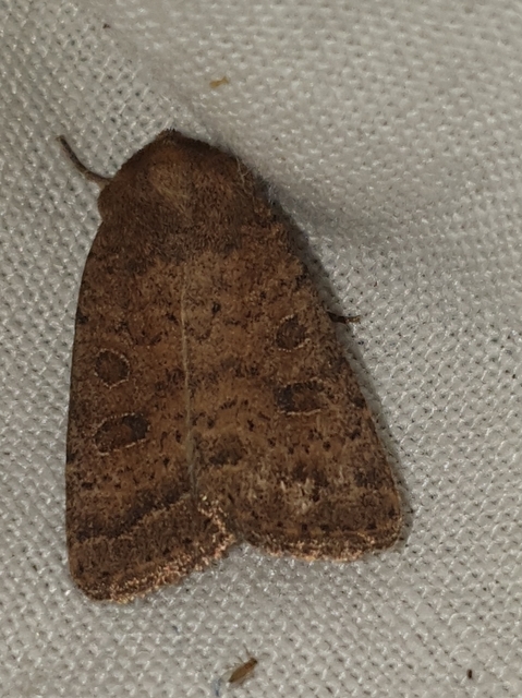 Hoplodrina octogenaria - barna selymesbagoly