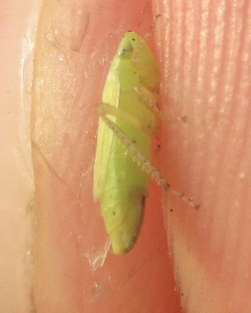 Graphocraerus ventralis
